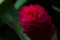 Beautiful pristine glowing close-up of a Aechmea flower