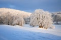 Beautiful pristine winter scene with snow covered tree and tranquil landscape in the background Royalty Free Stock Photo