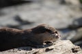 Beautiful Profile of a Giant River Otter on a Log Royalty Free Stock Photo