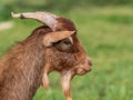 A beautiful profile goat with unfocused green field background