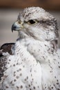 Beautiful profile of a grey and white hawk