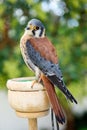 Beautiful profile of a kestrel Royalty Free Stock Photo