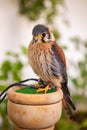 Beautiful profile of a kestrel Royalty Free Stock Photo