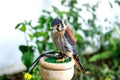 Beautiful profile of a kestrel Royalty Free Stock Photo