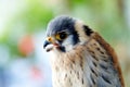 Beautiful profile of a kestrel in the nature Royalty Free Stock Photo