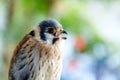 Beautiful profile of a kestrel in the nature Royalty Free Stock Photo