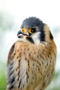 Beautiful profile of a kestrel in the nature Royalty Free Stock Photo