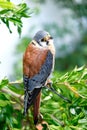 Beautiful profile of a kestrel in the nature Royalty Free Stock Photo