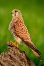 Beautiful profile of a kestrel in the nature Royalty Free Stock Photo