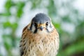 Beautiful profile of a kestrel in the nature Royalty Free Stock Photo