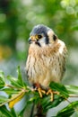 Beautiful profile of a kestrel in the nature Royalty Free Stock Photo