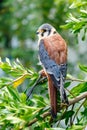 Beautiful profile of a kestrel in the nature Royalty Free Stock Photo