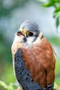 Beautiful profile of a kestrel in the nature Royalty Free Stock Photo
