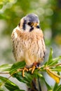 Beautiful profile of a kestrel in the nature Royalty Free Stock Photo