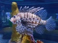 Lionfish