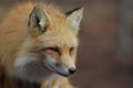 Beautiful Profile of a Red Fox Royalty Free Stock Photo