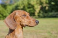 Beautiful profile of a very attentive dachshund