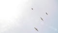 Beautiful prolonged flight by a line of snow-white gulls in a bright cloudy sky. Seabirds soar in the sky at a height