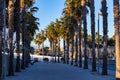 Beautiful promenade with palm trees at the Valencia marina at sunrise, Spain