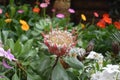 Beautiful protea eximia flower in the garden