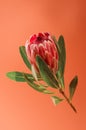 Beautiful Protea Flower against a peach color background. Blooming Pink King Protea Plant. Exotic Flower Close-up