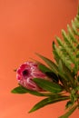 Beautiful Protea Flower against a peach color background. Blooming Pink King Protea Plant. Exotic Flower Close-up