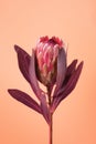 Beautiful Protea Flower against a peach color background. Blooming Pink King Protea Plant. Exotic Flower Close-up