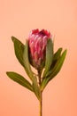 Beautiful Protea Flower against a peach color background. Blooming Pink King Protea Plant. Exotic Flower Close-up