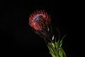 Beautiful protea flower on dark background