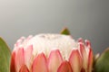 Beautiful protea flower on gray background