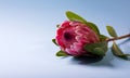 Beautiful Protea Flower on a light blue color background with copy space. Blooming Pink King Protea Plant. Exotic Flower