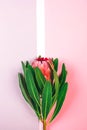 Beautiful protea flower on pink and grey background.