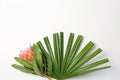 Beautiful protea flower and tropical leaf