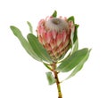 Beautiful protea flower on white background.