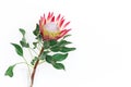 Beautiful protea flower on a white background isolated. Royalty Free Stock Photo