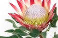 Beautiful protea flower on a white background isolated. Royalty Free Stock Photo