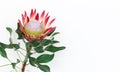 Beautiful protea flower on a white background isolated. Royalty Free Stock Photo