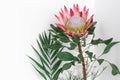 Beautiful protea flower on a white background isolated. Royalty Free Stock Photo