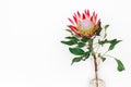 Beautiful protea flower on a white background isolated. Royalty Free Stock Photo