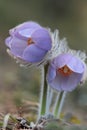 Pulsatilla patens blooming in southern finlands forests Royalty Free Stock Photo