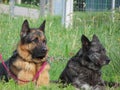 Beautiful Protective Watchdogs Defense Security Tranquility Domestic Animals