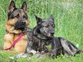 Beautiful Protective Watchdogs Defense Security Tranquility Domestic Animals