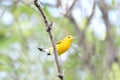 Beautiful Prothonotary Warbler (Protonotaria citrea) perched on a tree branch Royalty Free Stock Photo