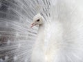 Proud albino peacock bird male tail Royalty Free Stock Photo