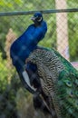 A beautiful proud bird - a peacock