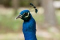 Proud and colorful peacock portrait Royalty Free Stock Photo