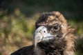 Beautiful proud eagle Royalty Free Stock Photo