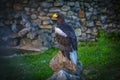 Eagle on the stone Royalty Free Stock Photo