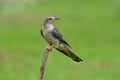Grey bird having yellow eye rings sitting on wooden branch in green grass field, Himalayan cuckoo Cuculus