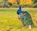 Beautiful proud peacock with green and blue plumage in a sunny park Royalty Free Stock Photo